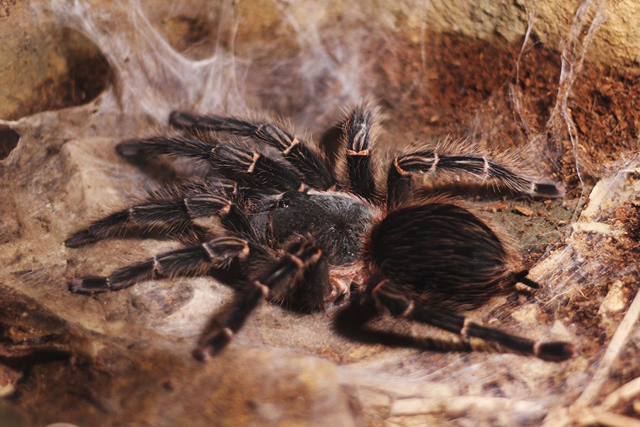 Tarantula's Ubiquity Traced Back to the Cretaceous - News