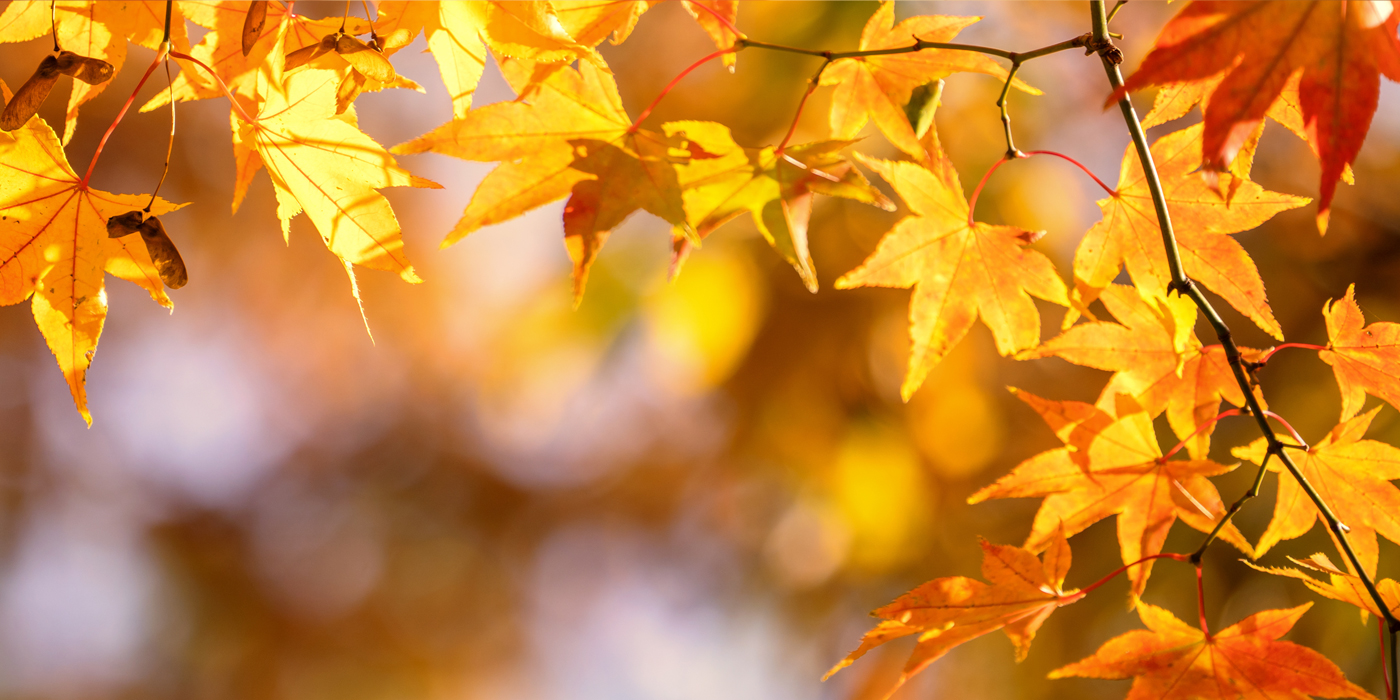 fall foliage