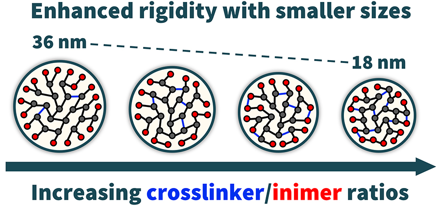 tunable size achieved through varying cross-linker/inimer compositions