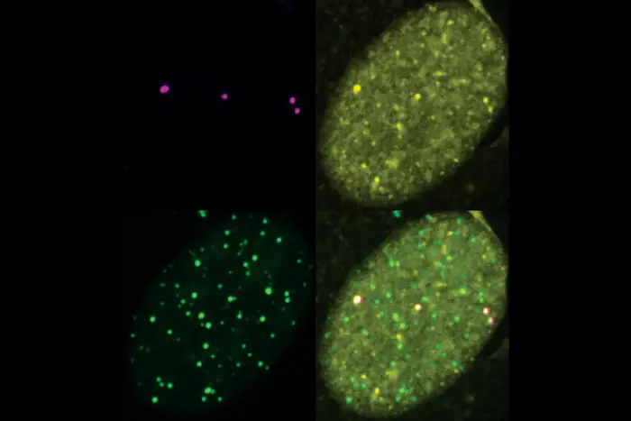 SUMO and DNA repair factors co-localize to telomeres in ALT cancer cells.