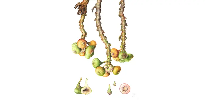 A colorful drawing of figs.