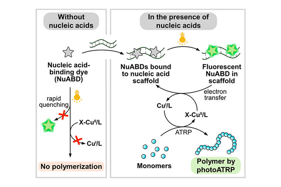 PhotoATRP Mediated by Nucleic acid-binding dyes