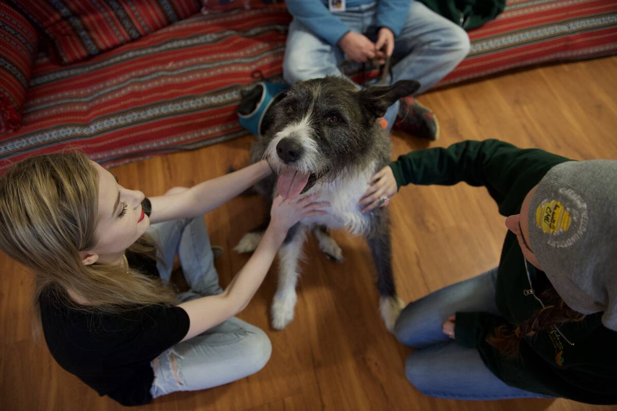 Shaggy gray dog happily getting pets from students