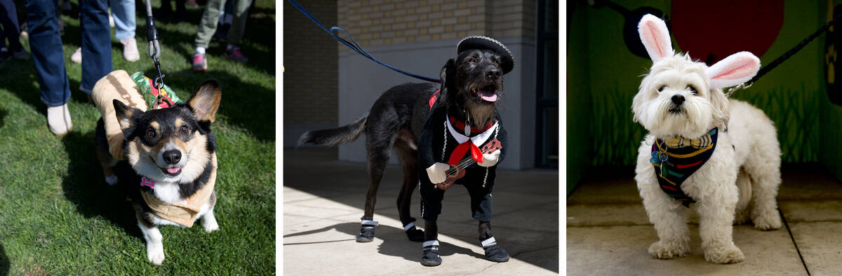 A triptych of dogs in a costume contest. 