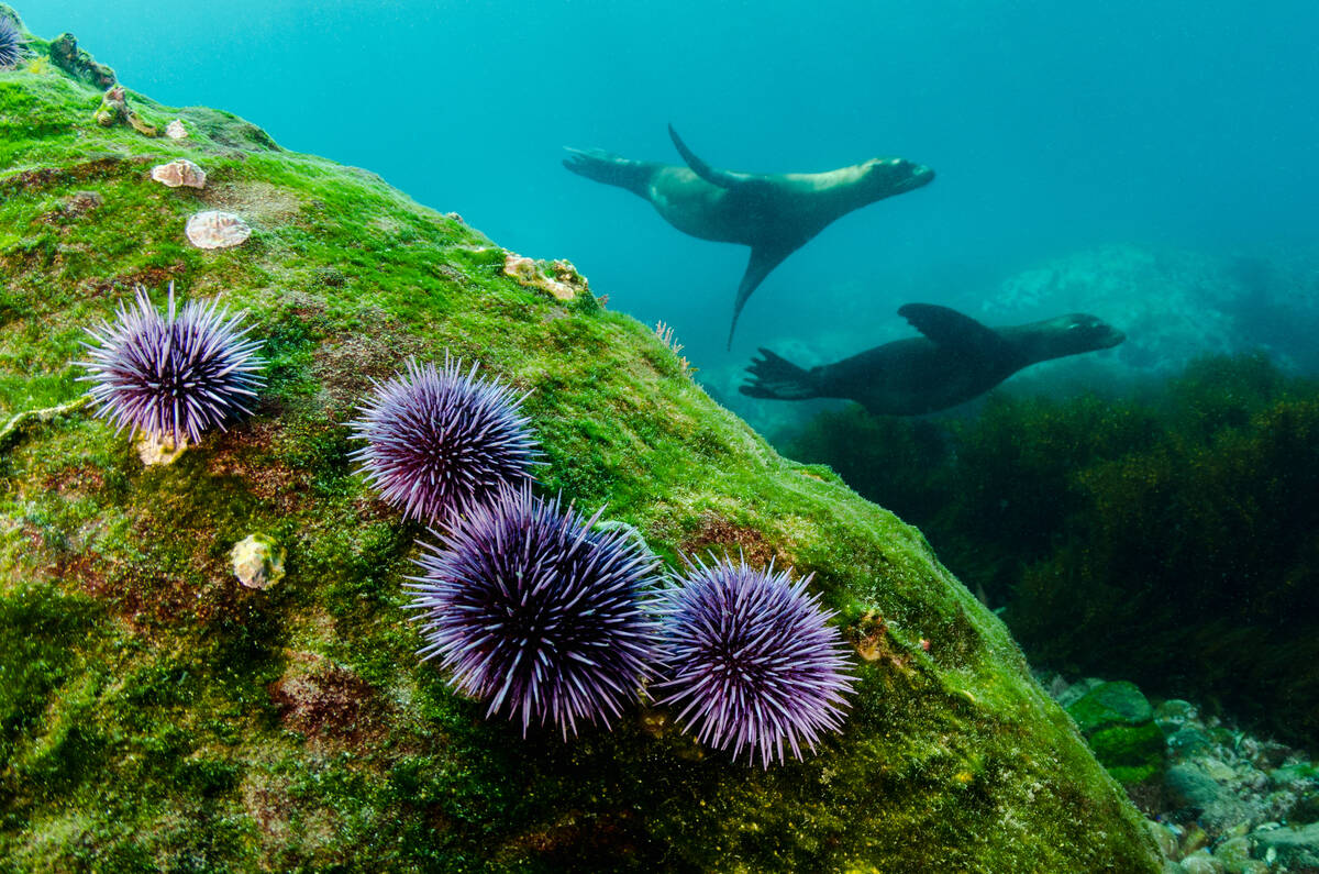 Dolphins swimming by purple sea urchins.
