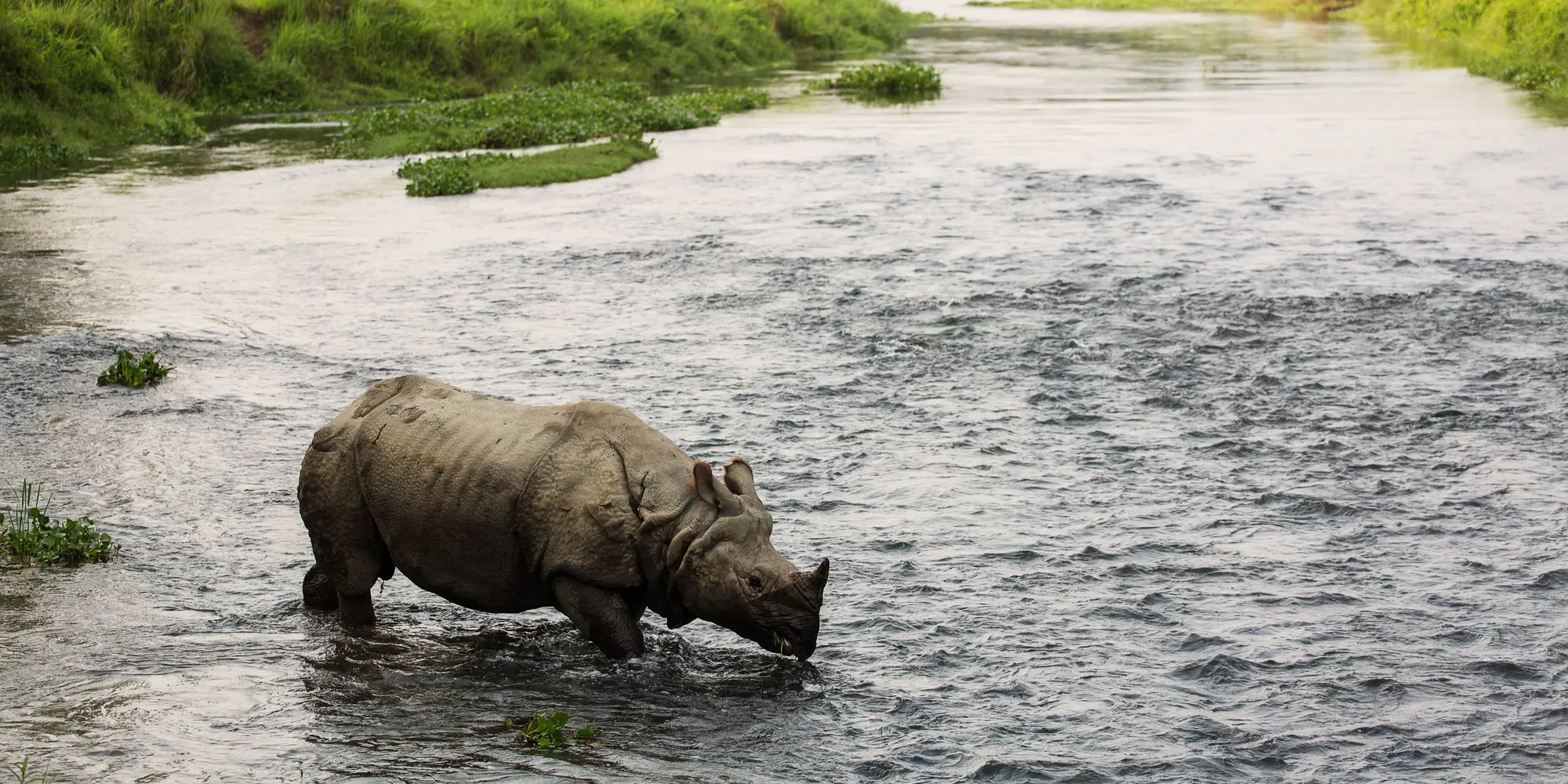 A rhino in a river.