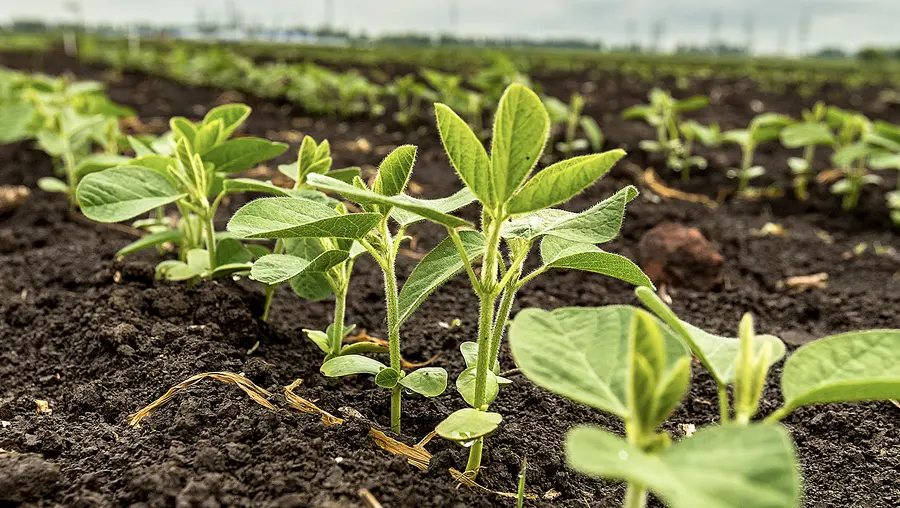 Soy plants