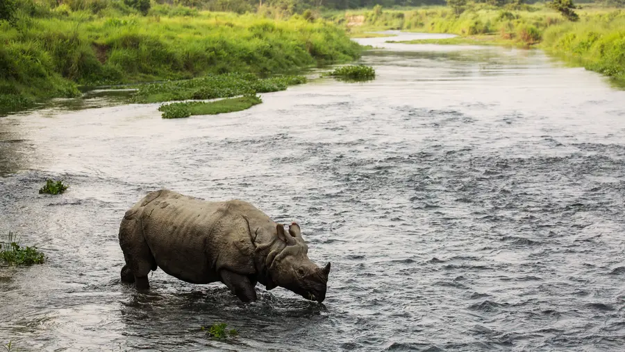 A rhino in a river.