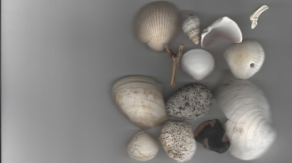 A photo of sea shells