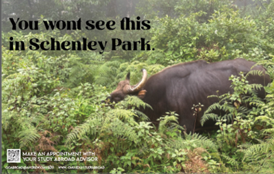 Images of a water buffalo in the jungle and the text you won't see this at Schenley Park