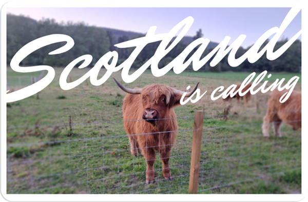 Image of a scottish highland cow as a postcard with overlaid text scotland is calling