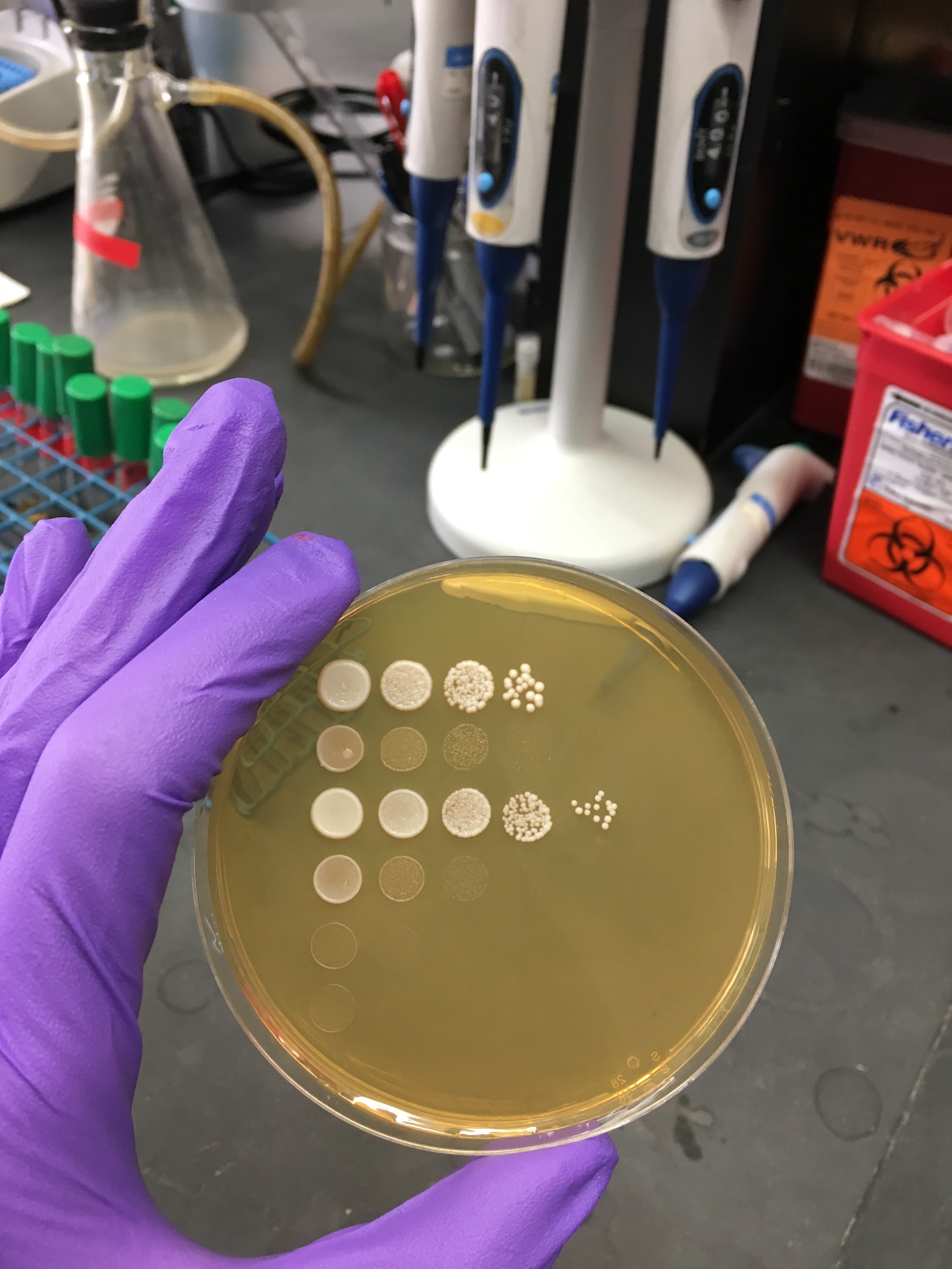 A gloved hand holding a dish with cell cultures on it.